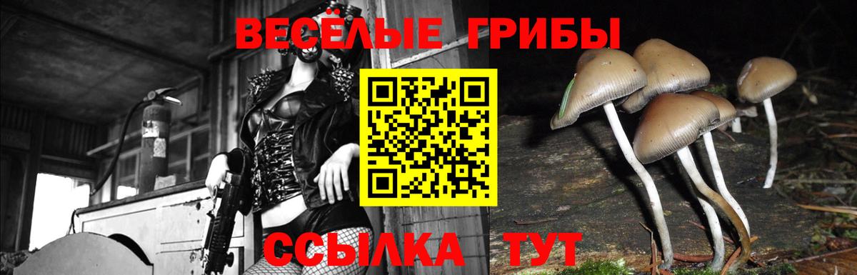 Галлюциногенные грибы GOLDEN TEACHER  Вход с VPN  Дальнегорск 